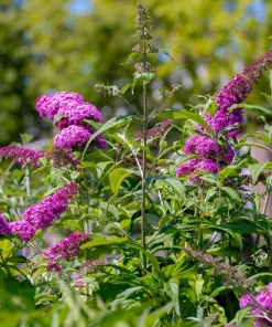 Violet Butterfly Bush Seeds - 50 Count, Purple Flowers, Attracts Pollinators - Image 8