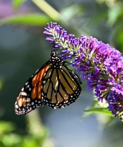 Violet Butterfly Bush Seeds - 50 Count, Purple Flowers, Attracts Pollinators - Image 9