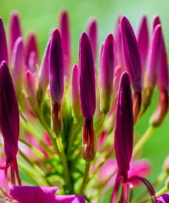 Violet Queen Cleome Seeds - Purple Spider Flower, 100 Seeds, Full Sun - Image 10
