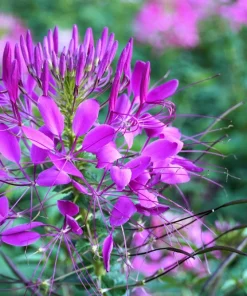 Violet Queen Cleome Seeds - Purple Spider Flower, 100 Seeds, Full Sun - Image 6