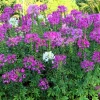 Violet Queen Cleome Seeds - Purple Spider Flower, 100 Seeds, Full Sun - Image 1