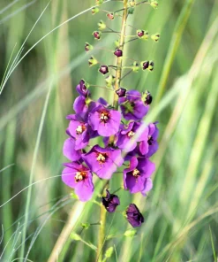 Violetta Verbascum Purple Mullein Nectar Flower Seeds - 50 Seeds, Full Sun - Image 10
