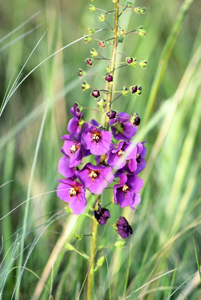 Violetta Verbascum Purple Mullein Nectar Flower Seeds - 50 Seeds, Full Sun - Image 10