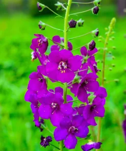Violetta Verbascum Purple Mullein Nectar Flower Seeds - 50 Seeds, Full Sun - Image 11