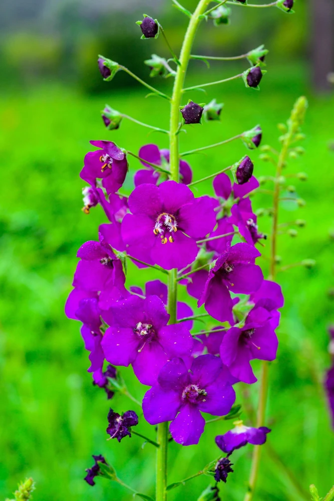 Violetta Verbascum Purple Mullein Nectar Flower Seeds - 50 Seeds, Full Sun - Image 11