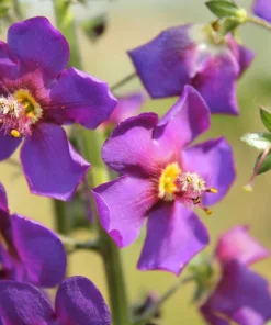 Violetta Verbascum Purple Mullein Nectar Flower Seeds - 50 Seeds, Full Sun - Image 2