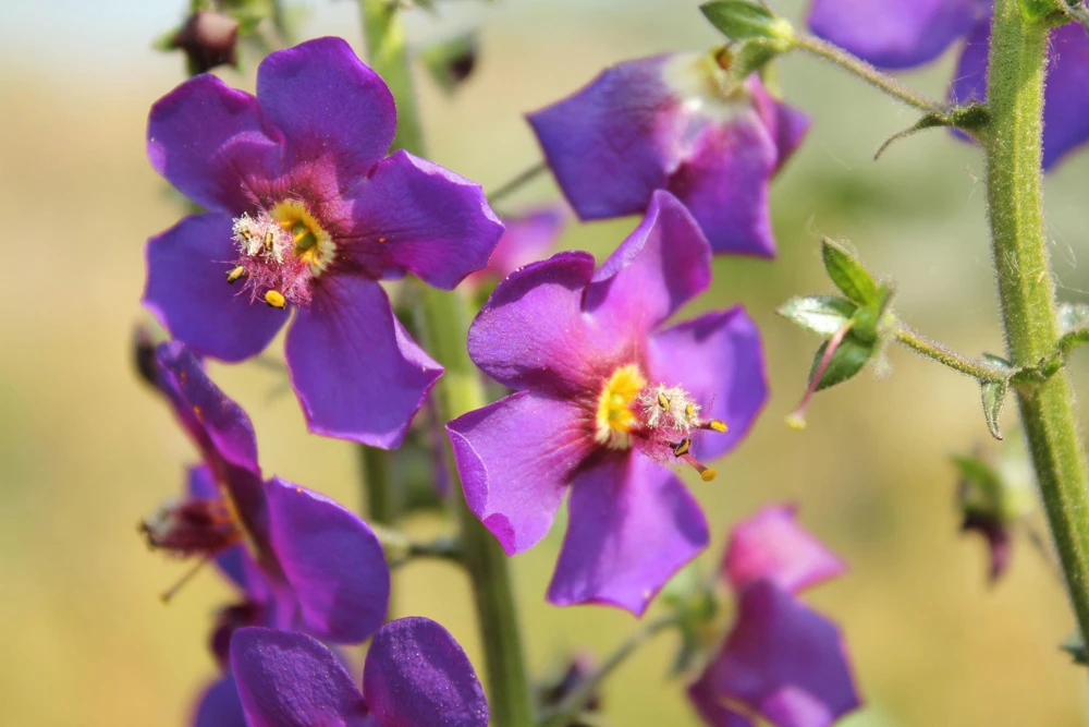 Violetta Verbascum Purple Mullein Nectar Flower Seeds - 50 Seeds, Full Sun - Image 2
