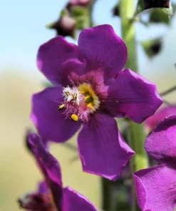 Violetta Verbascum Purple Mullein Nectar Flower Seeds - 50 Seeds, Full Sun - Image 3
