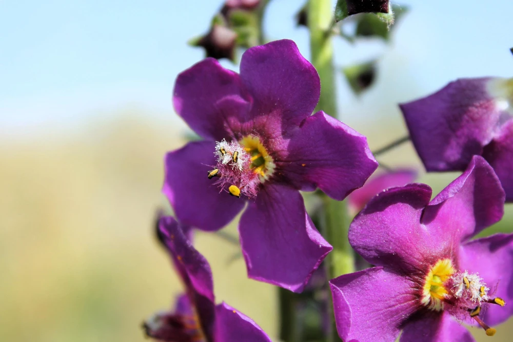 Violetta Verbascum Purple Mullein Nectar Flower Seeds - 50 Seeds, Full Sun - Image 3