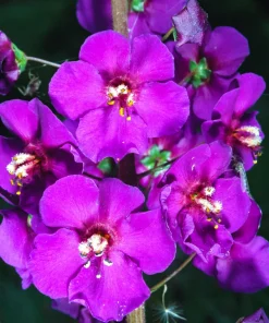 Violetta Verbascum Purple Mullein Nectar Flower Seeds - 50 Seeds, Full Sun - Image 4