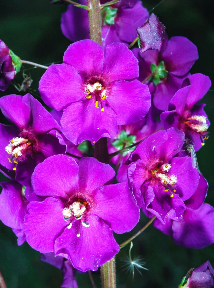 Violetta Verbascum Purple Mullein Nectar Flower Seeds - 50 Seeds, Full Sun - Image 4