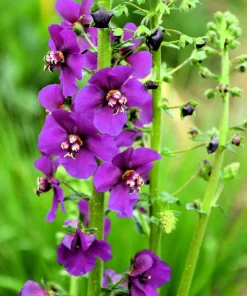 Violetta Verbascum Purple Mullein Nectar Flower Seeds - 50 Seeds, Full Sun - Image 5
