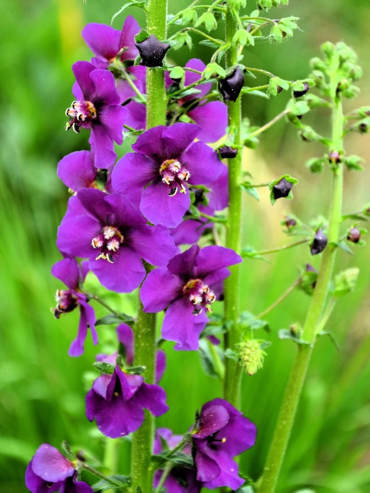 Violetta Verbascum Purple Mullein Nectar Flower Seeds - 50 Seeds, Full Sun - Image 5