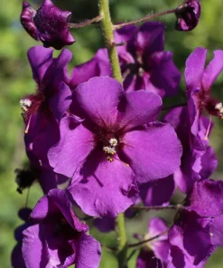 Violetta Verbascum Purple Mullein Nectar Flower Seeds - 50 Seeds, Full Sun - Image 6
