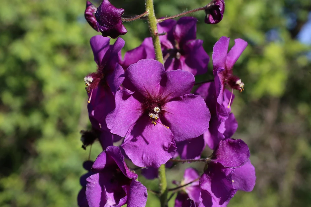 Violetta Verbascum Purple Mullein Nectar Flower Seeds - 50 Seeds, Full Sun - Image 6