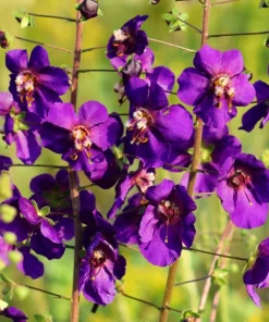 Violetta Verbascum Purple Mullein Nectar Flower Seeds - 50 Seeds, Full Sun - Image 7