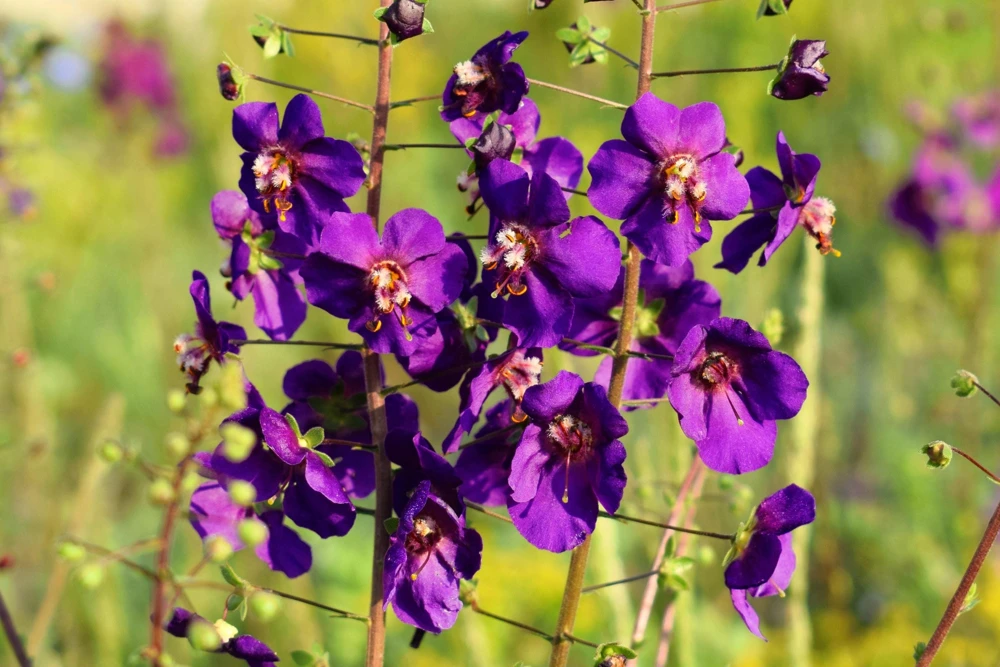 Violetta Verbascum Purple Mullein Nectar Flower Seeds - 50 Seeds, Full Sun - Image 7