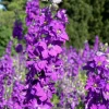 Violetta Verbascum Purple Mullein Nectar Flower Seeds - 50 Seeds, Full Sun - Image 1