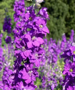 Violetta Verbascum Purple Mullein Nectar Flower Seeds - 50 Seeds, Full Sun - Image 1