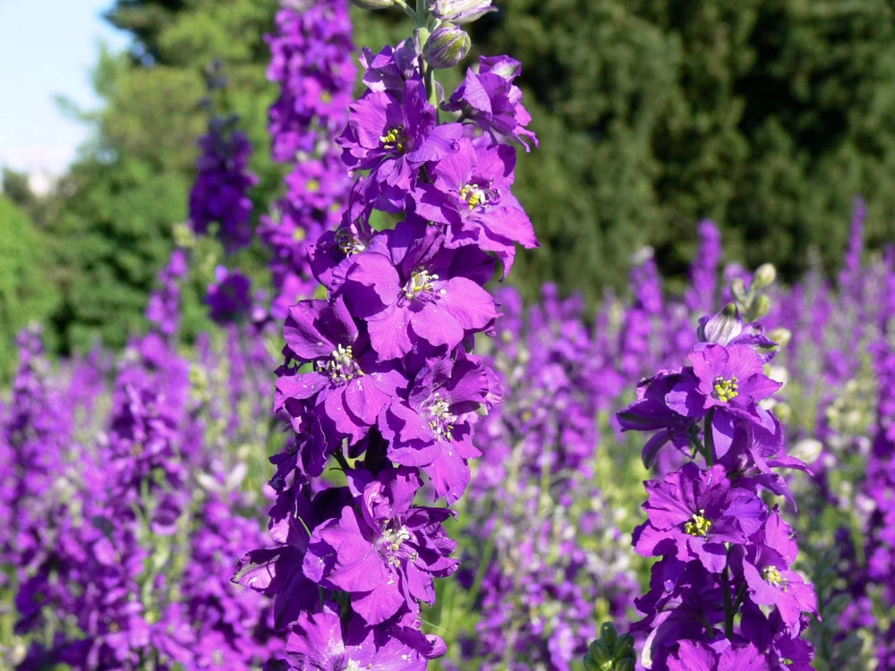 Violetta Verbascum Purple Mullein Nectar Flower Seeds - 50 Seeds, Full Sun - Image 1