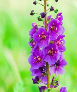 Violetta Verbascum Purple Mullein Nectar Flower Seeds - 50 Seeds, Full Sun - Image 8