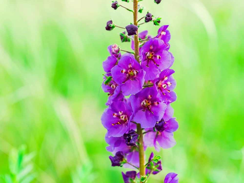 Violetta Verbascum Purple Mullein Nectar Flower Seeds - 50 Seeds, Full Sun - Image 8
