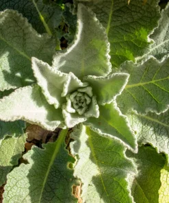 Violetta Verbascum Purple Mullein Nectar Flower Seeds - 50 Seeds, Full Sun - Image 9