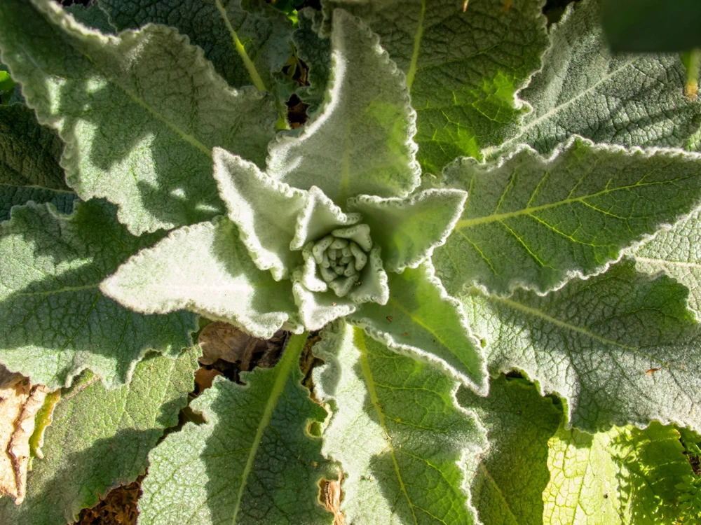 Violetta Verbascum Purple Mullein Nectar Flower Seeds - 50 Seeds, Full Sun - Image 9