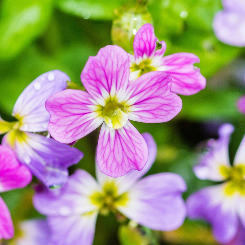 Virginia Stock Flower Seeds - 4000 Malcolmia Maritima Seeds, Pink, Purple, White, Red, Lavender - Image 2