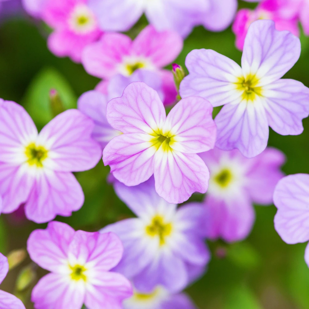 Virginia Stock Flower Seeds - 4000 Malcolmia Maritima Seeds, Pink, Purple, White, Red, Lavender - Image 3