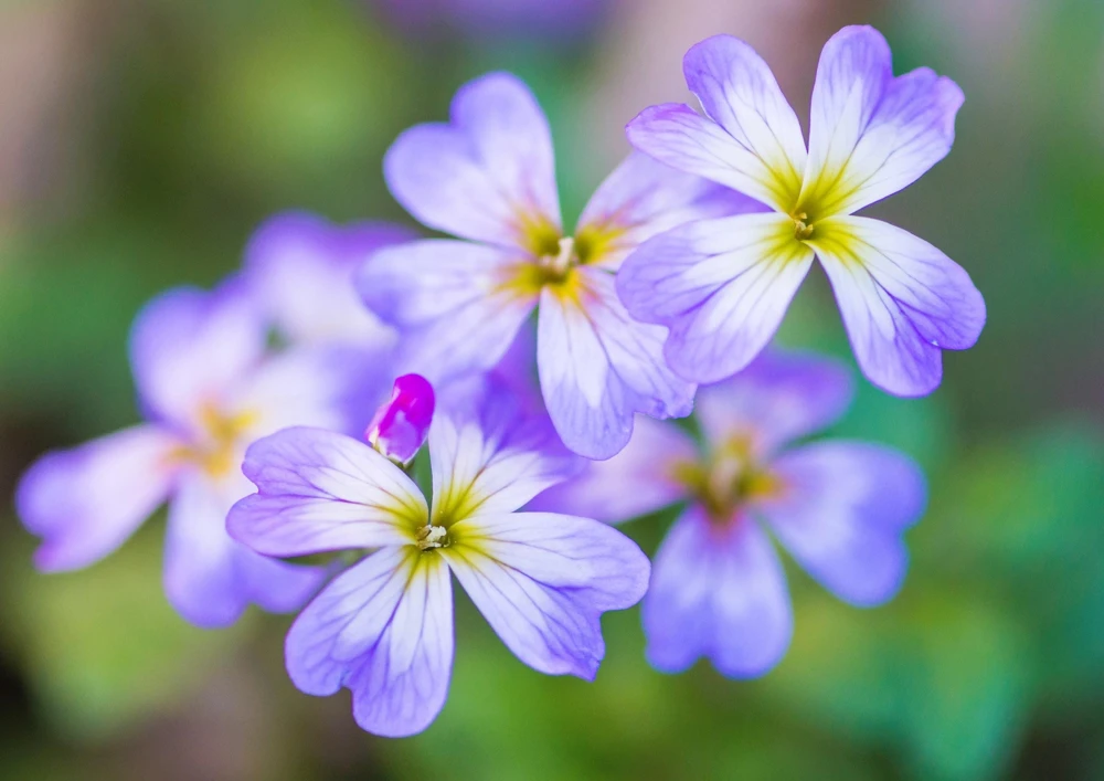 Virginia Stock Flower Seeds - 4000 Malcolmia Maritima Seeds, Pink, Purple, White, Red, Lavender - Image 4