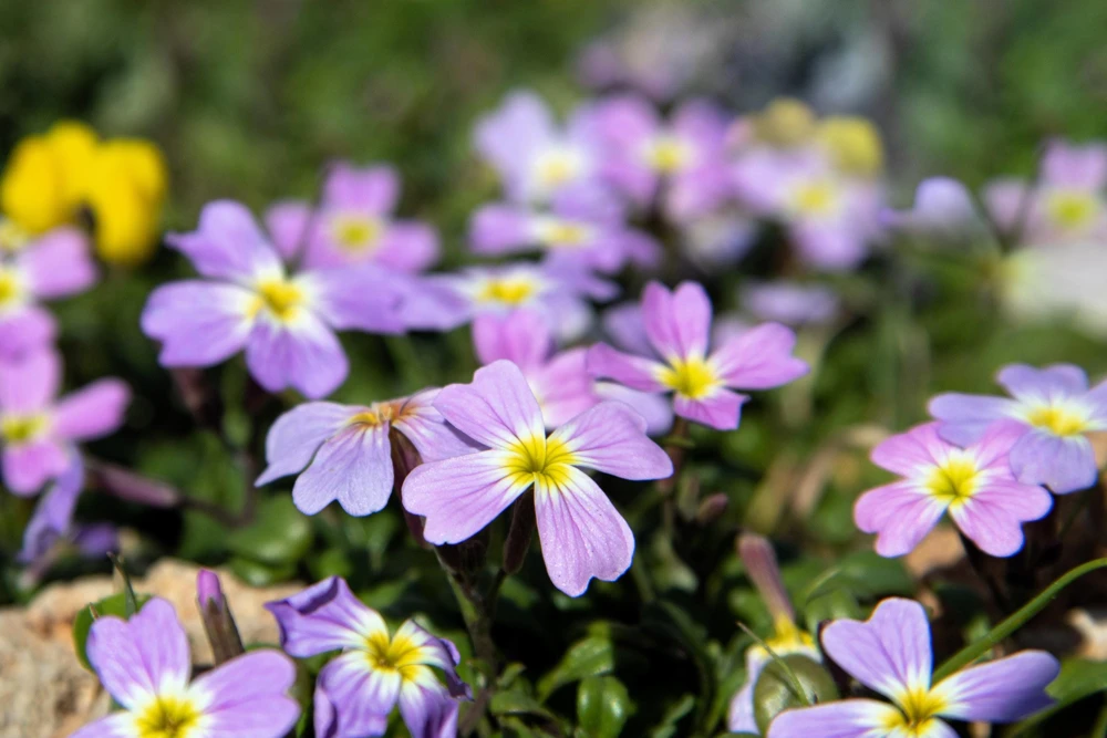 Virginia Stock Flower Seeds - 4000 Malcolmia Maritima Seeds, Pink, Purple, White, Red, Lavender - Image 5