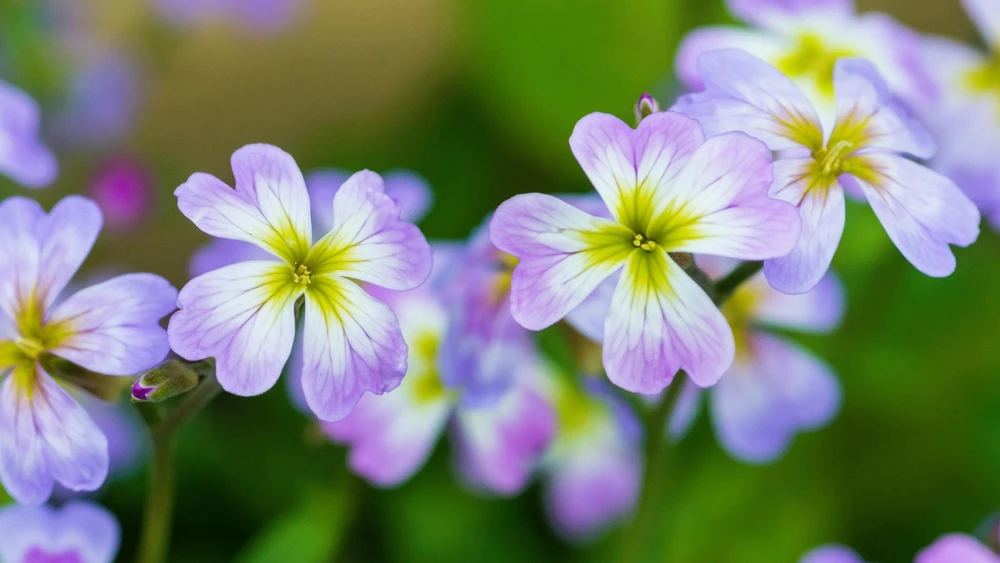 Virginia Stock Flower Seeds - 4000 Malcolmia Maritima Seeds, Pink, Purple, White, Red, Lavender - Image 6