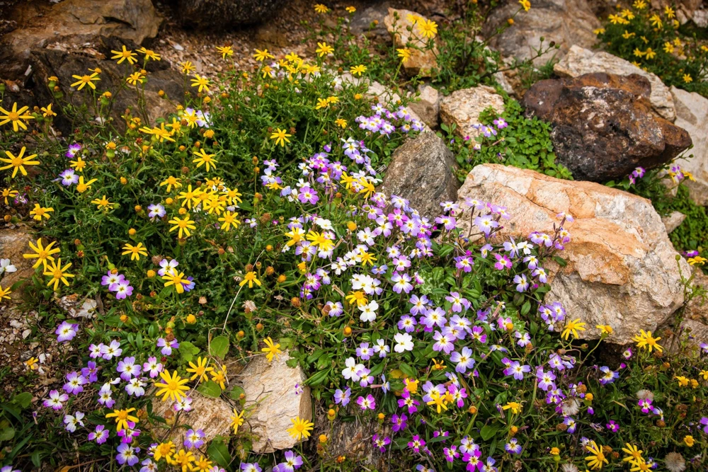 Virginia Stock Flower Seeds - 4000 Malcolmia Maritima Seeds, Pink, Purple, White, Red, Lavender - Image 8