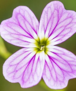 Virginia Stock Flower Seeds - 4000 Malcolmia Maritima Seeds, Pink, Purple, White, Red, Lavender - Image 9
