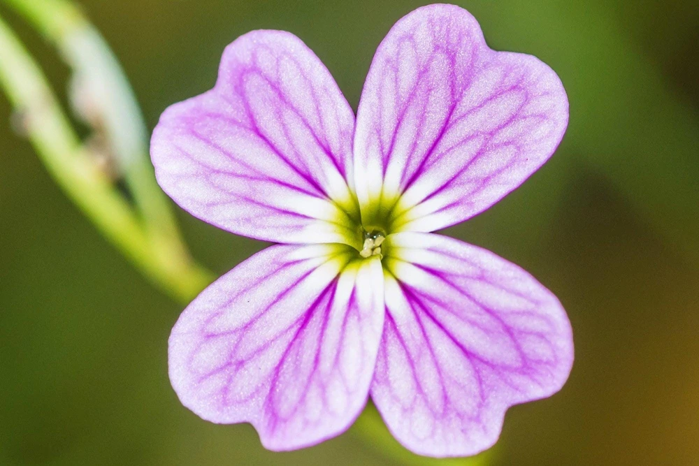 Virginia Stock Flower Seeds - 4000 Malcolmia Maritima Seeds, Pink, Purple, White, Red, Lavender - Image 9