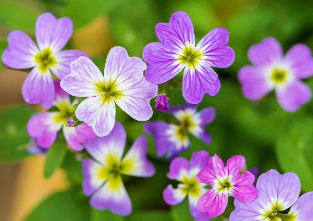 Virginia Stock Flower Seeds - 4000 Malcolmia Maritima Seeds, Pink, Purple, White, Red, Lavender - Image 1