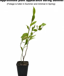 Virginia Sweetspire Henry's Garnet Live Plant - Quart Pot - 12-18" Tall Shrub - Image 2