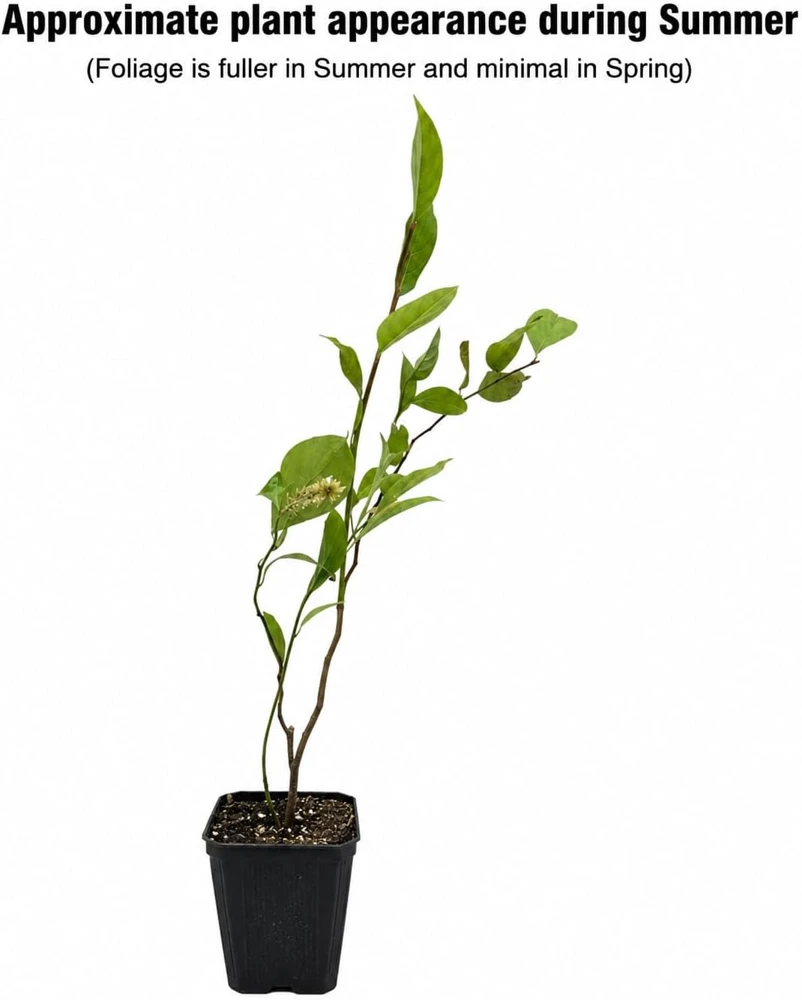 Virginia Sweetspire Henry's Garnet Live Plant - Quart Pot - 12-18" Tall Shrub - Image 2