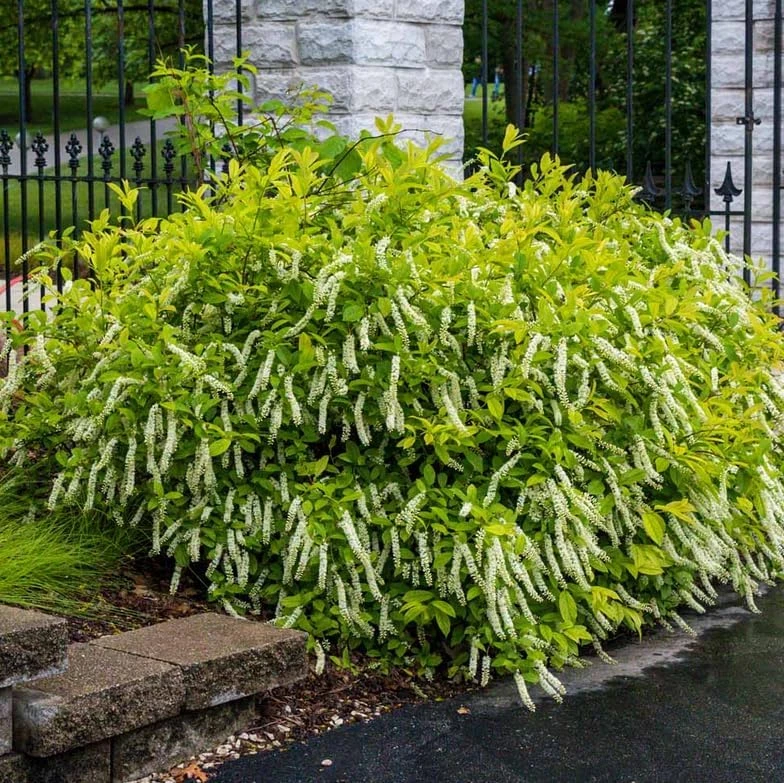 Virginia Sweetspire Henry's Garnet Live Plant - Quart Pot - 12-18" Tall Shrub - Image 4
