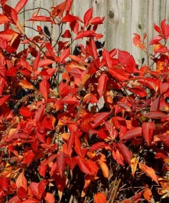 Virginia Sweetspire Henry's Garnet Live Plant - Quart Pot - 12-18