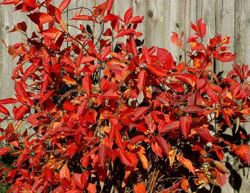 Virginia Sweetspire Henry's Garnet Live Plant - Quart Pot - 12-18" Tall Shrub - Image 5