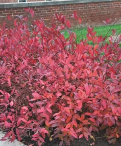 Virginia Sweetspire Henry's Garnet Live Plant - Quart Pot - 12-18