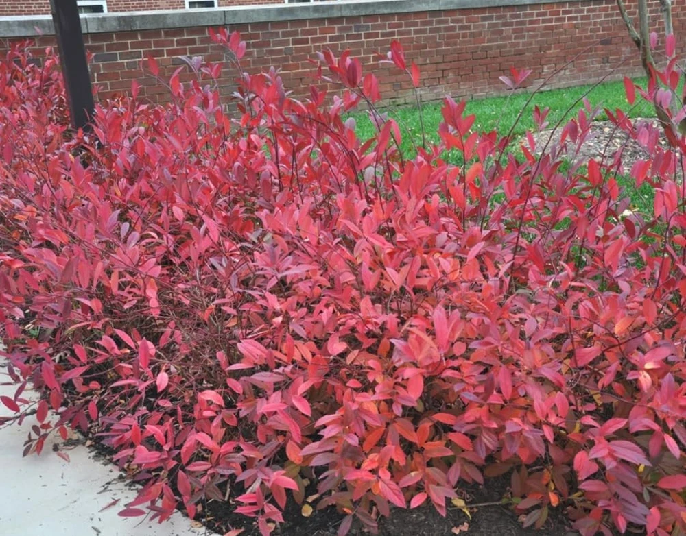 Virginia Sweetspire Henry's Garnet Live Plant - Quart Pot - 12-18" Tall Shrub - Image 6