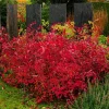 Virginia Sweetspire Henry's Garnet Live Plant - Quart Pot - 12-18" Tall Shrub - Image 1