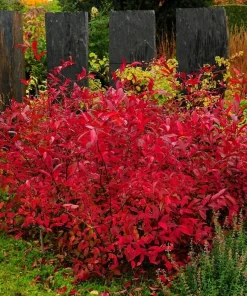 Virginia Sweetspire Henry's Garnet Live Plant - Quart Pot - 12-18" Tall Shrub - Image 1