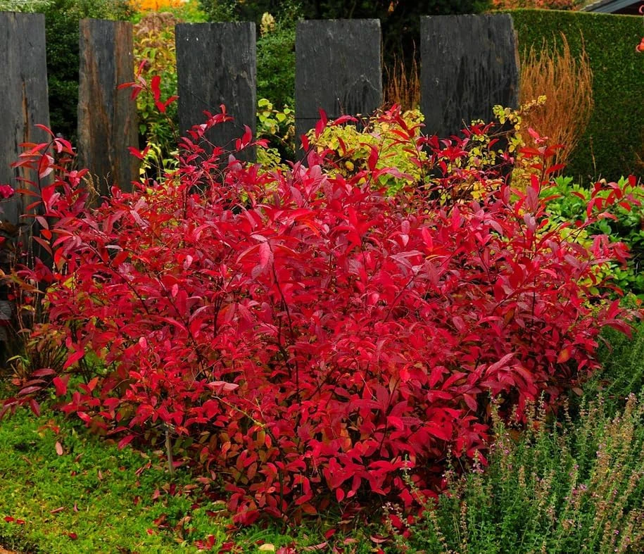 Virginia Sweetspire Henry's Garnet Live Plant - Quart Pot - 12-18" Tall Shrub - Image 1