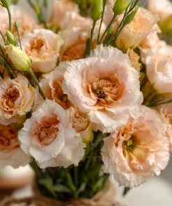 Voyage 2 Champagne Lisianthus Seeds - 25 Seeds, Soft Apricot Eustoma Grandiflorum - Image 2