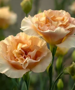 Voyage 2 Champagne Lisianthus Seeds - 25 Seeds, Soft Apricot Eustoma Grandiflorum - Image 3