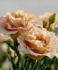 Voyage 2 Champagne Lisianthus Seeds - 25 Seeds, Soft Apricot Eustoma Grandiflorum - Image 4